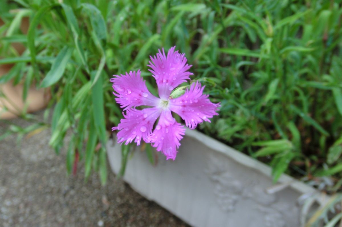 いろいろなお花たち