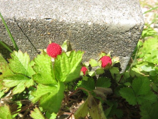 我が家の野の花