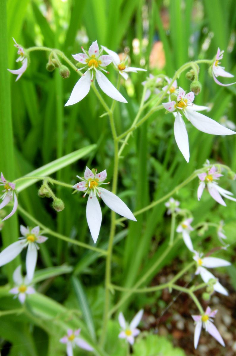 白いお花たち