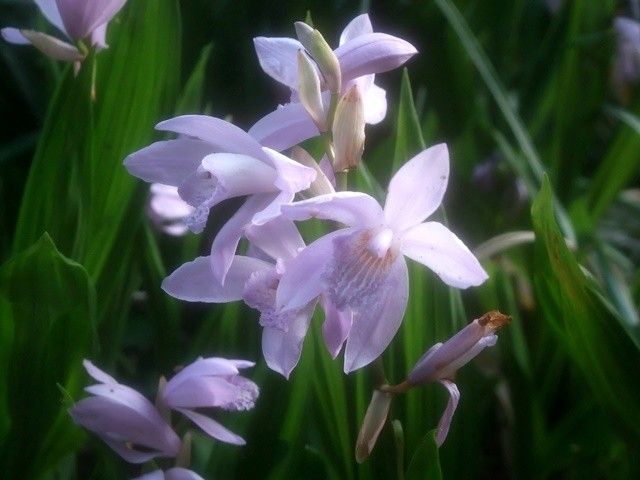 青花シラン