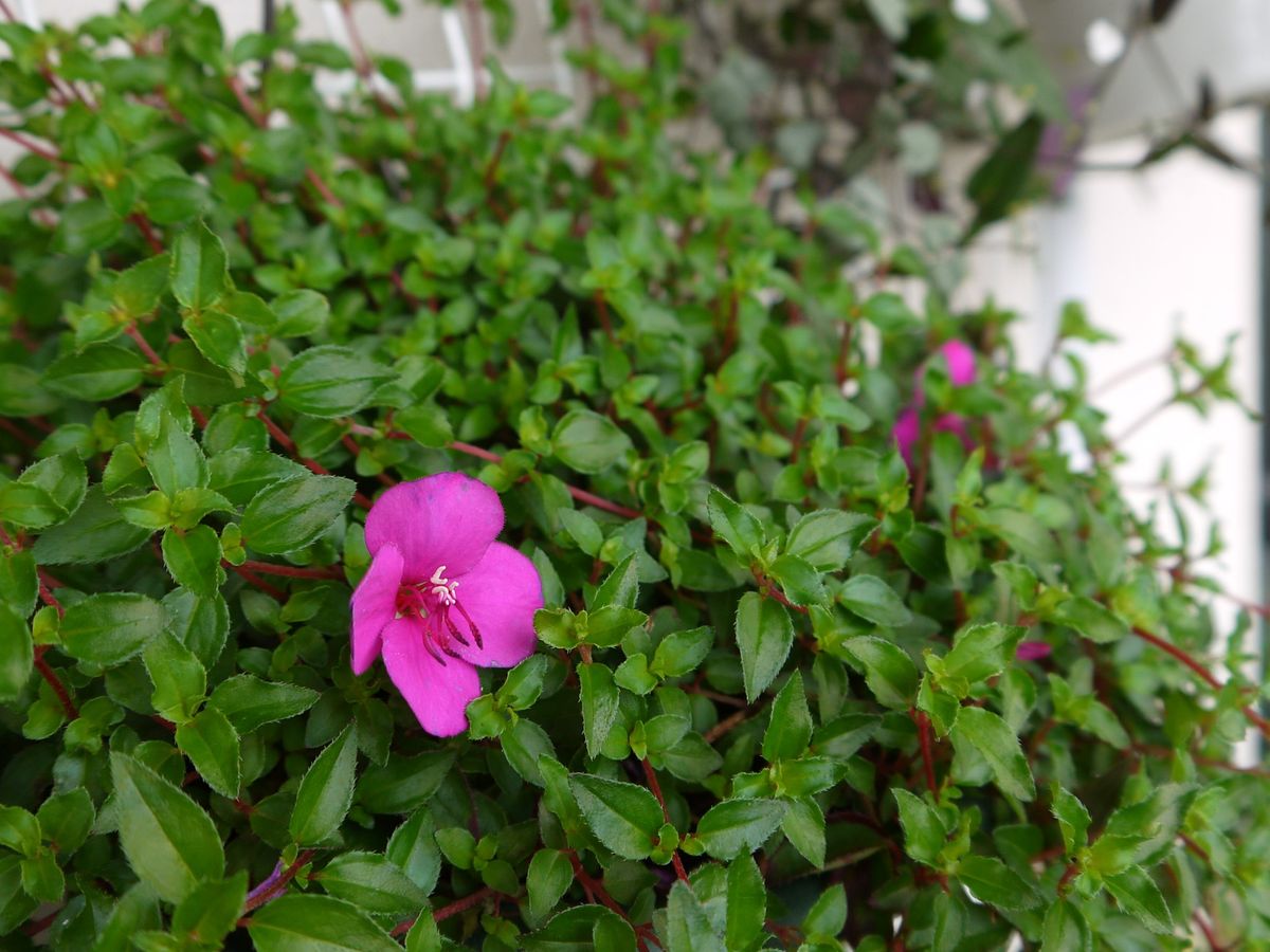 ふうせんかずらの芽がでた。