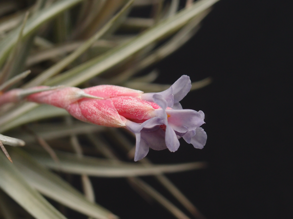 Tilllandsia aeranthos 'Purple Giant'