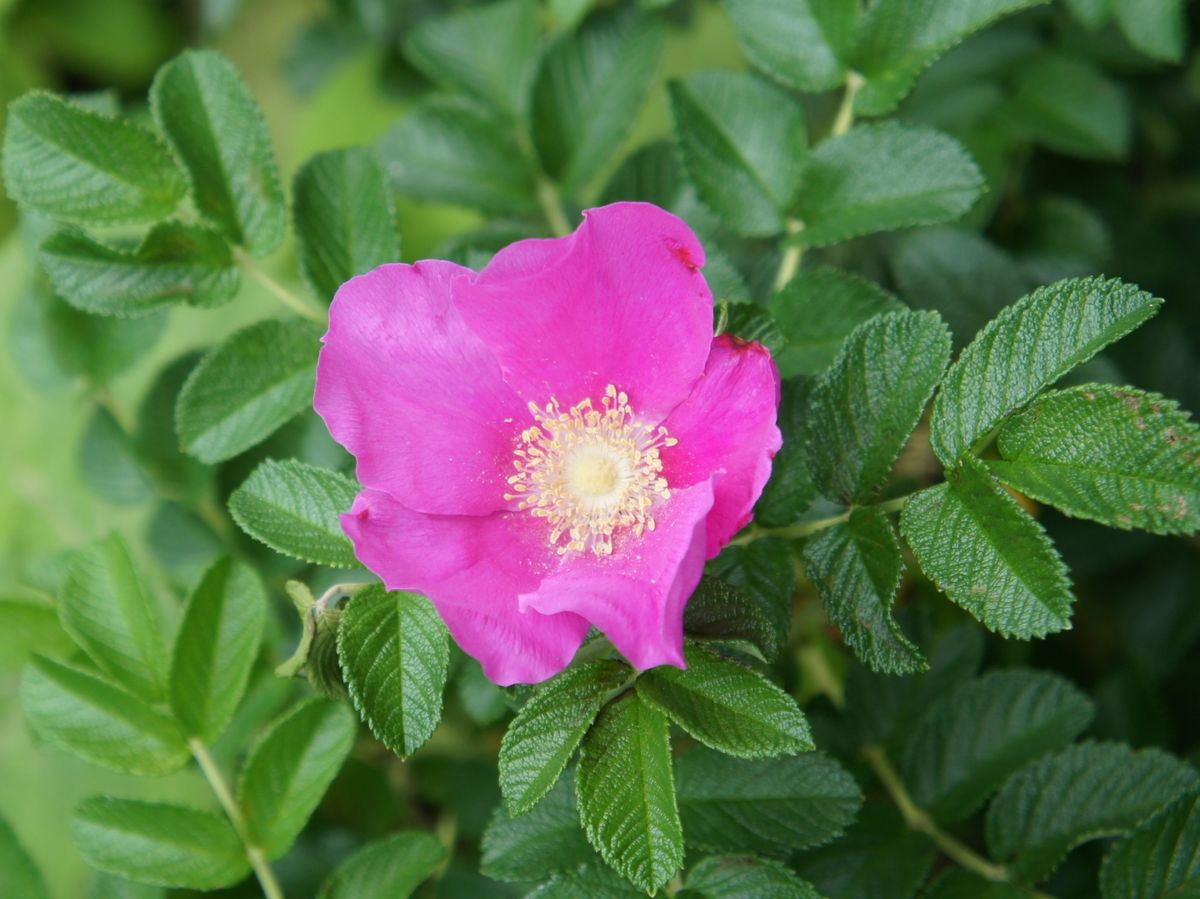 庭の花もだいぶ落ち着いてきました～