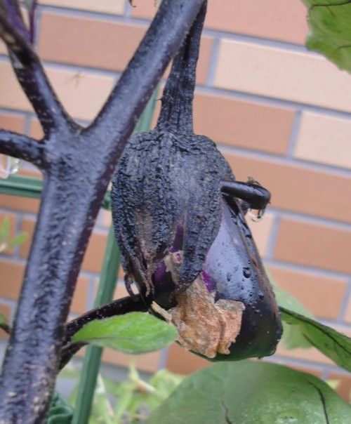 紫陽花の季節へ