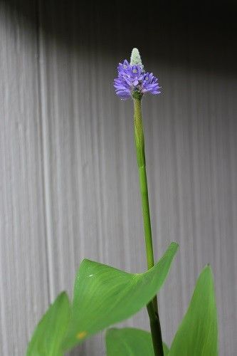 水生植物・ポンテデリア