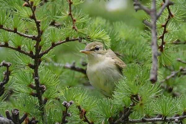 亜高山帯の野鳥　続き