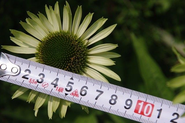 今日の庭の花