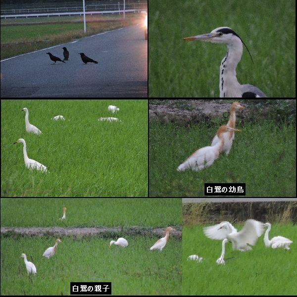 白鷺の幼鳥。ウォーキングMS③138日目