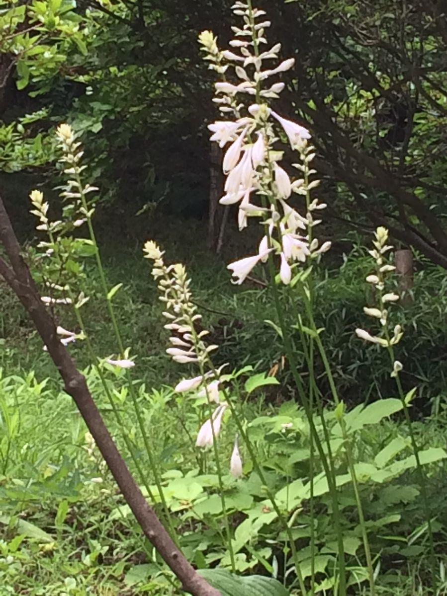 多摩丘陵・初夏の花