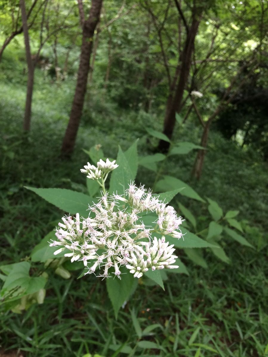 多摩丘陵・初夏の花