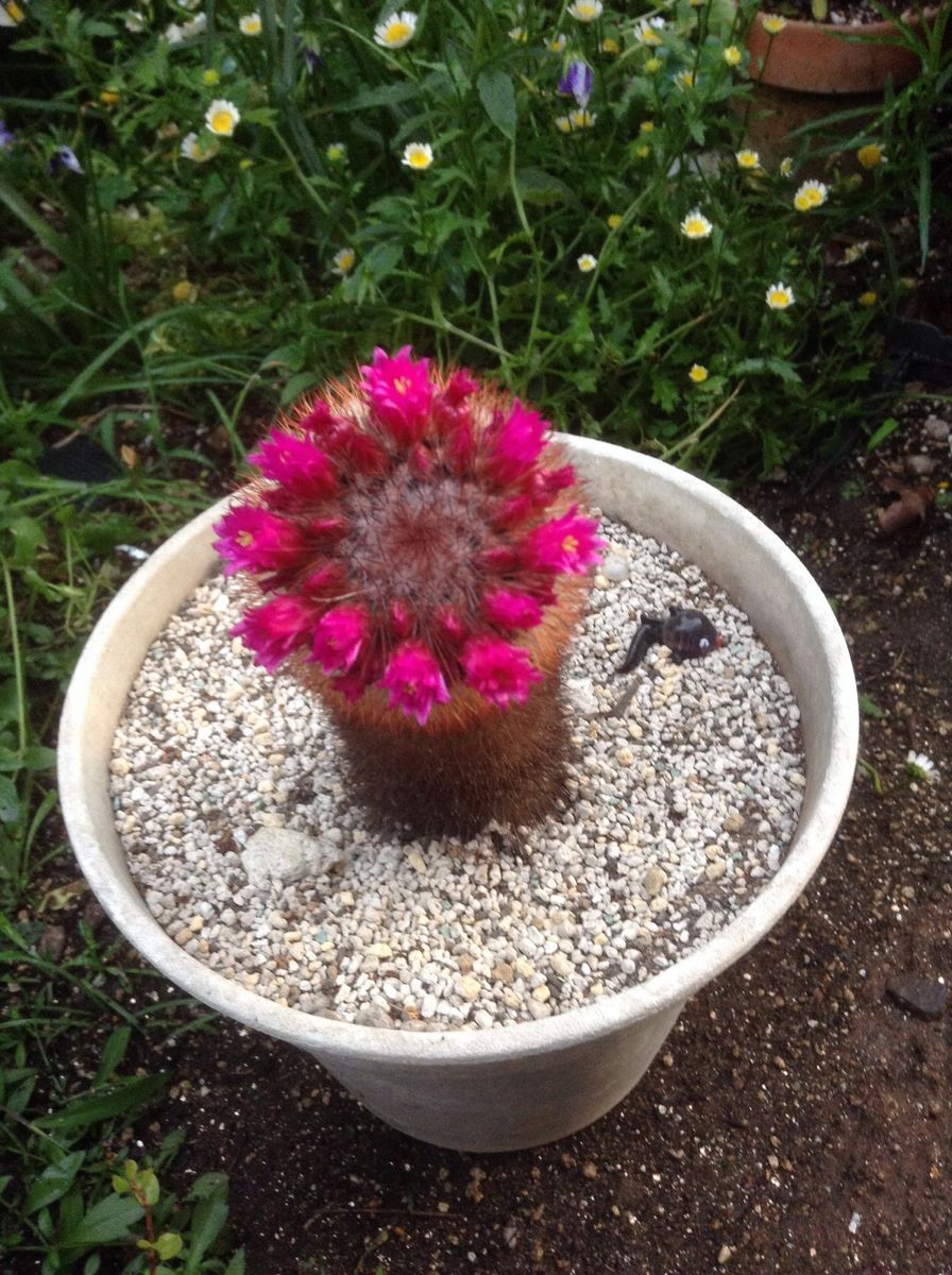 🐌の写真とブラシの木と🌵のお花！