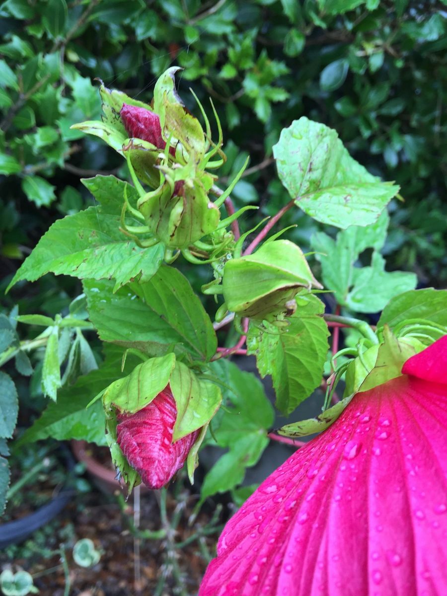 今日の花