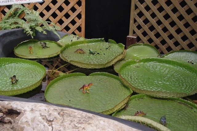 大温室は食虫植物