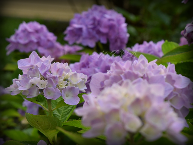 《紫陽花が咲いています3/3》