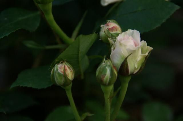 薔薇の寄せ植え