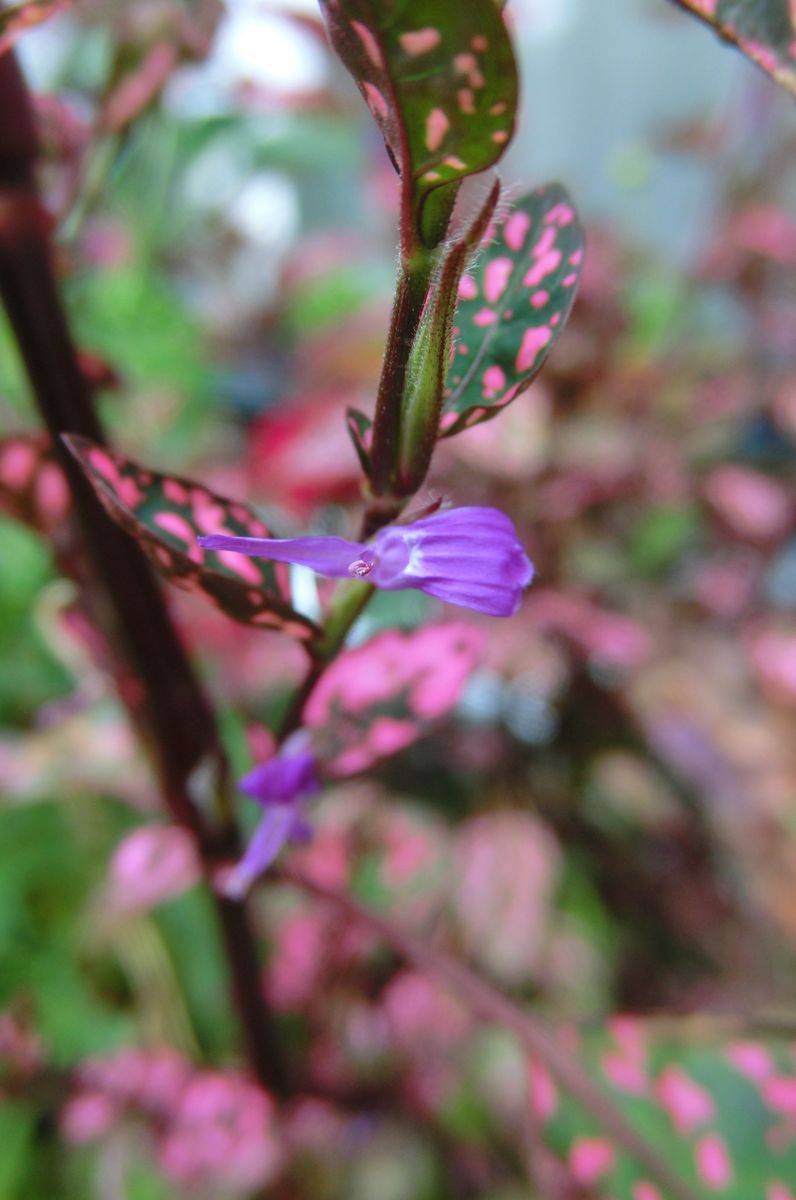 紫のお花たち