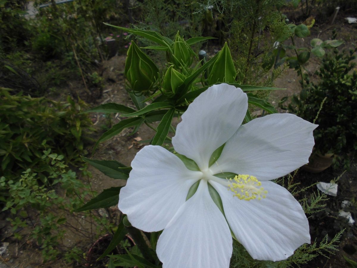 白花モミジアオイ