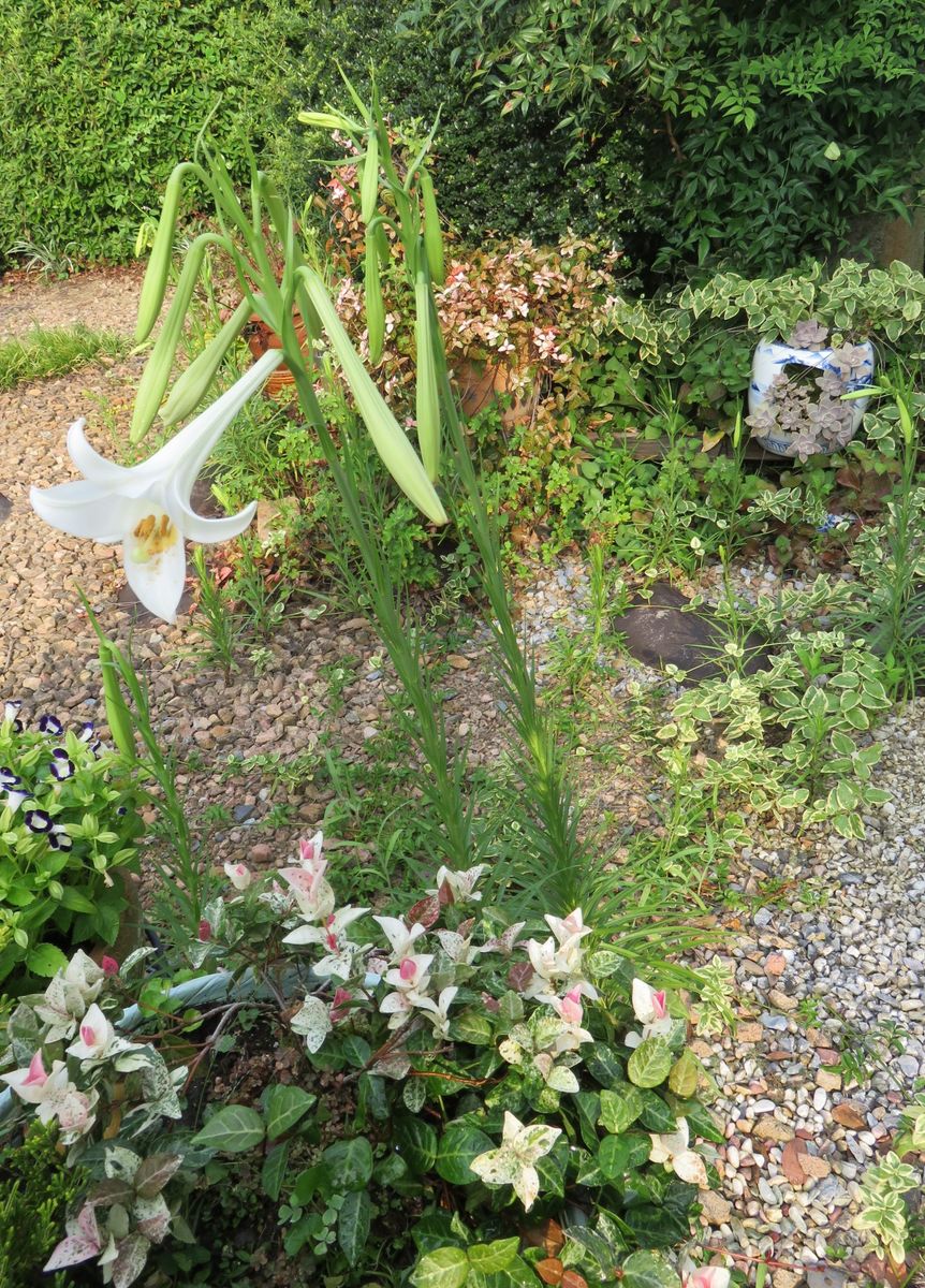 夏の庭の花達