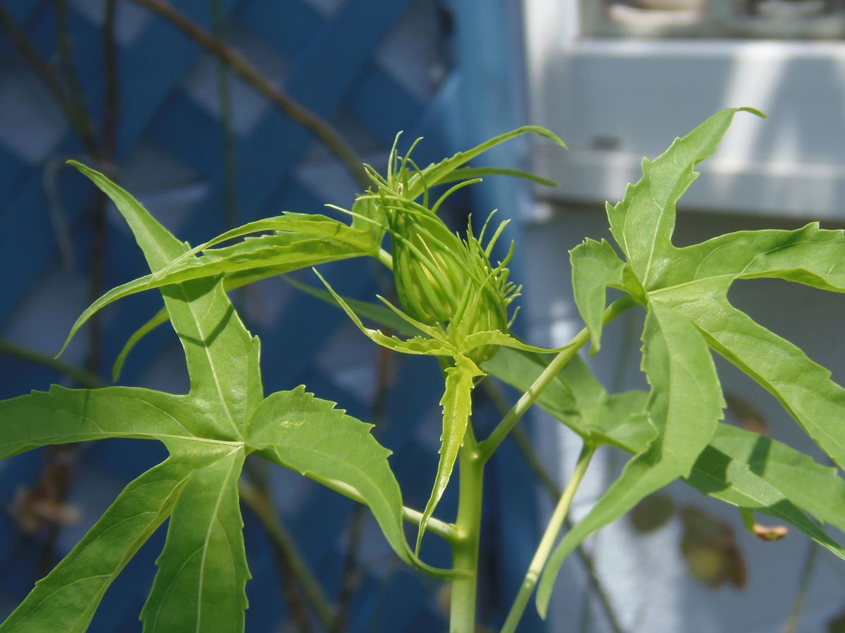 嬉しい♪モミジアオイ白花♪