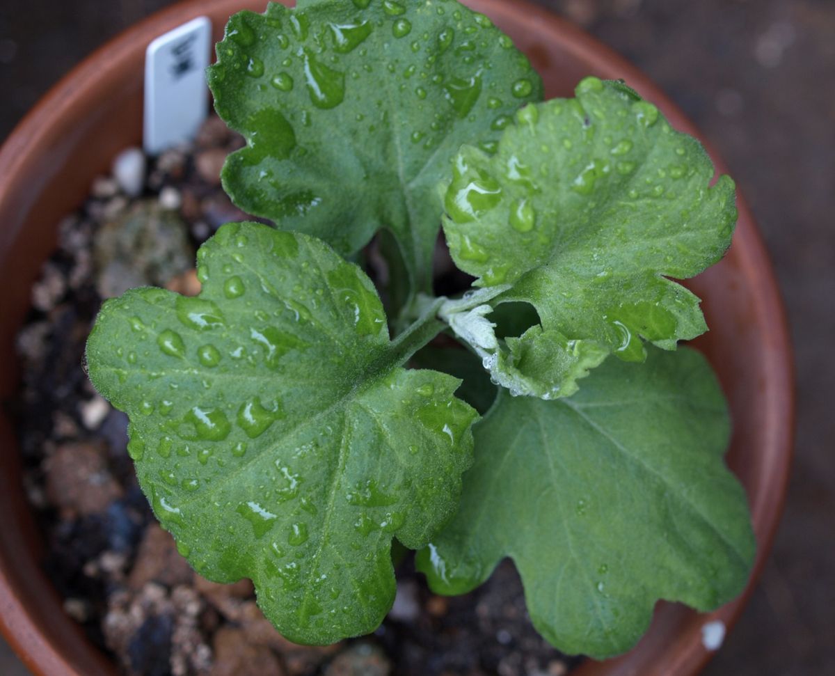 久々の雨