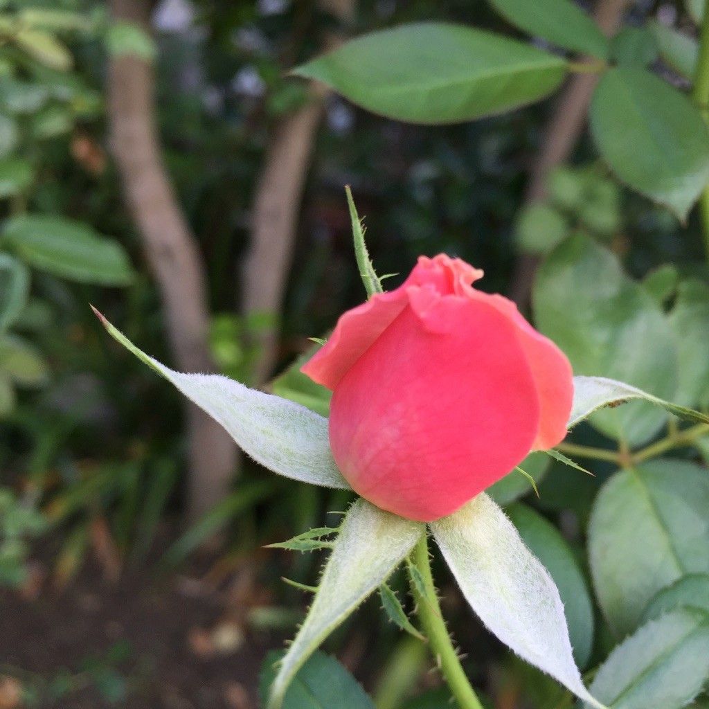 花びらが開く様子が美しいバラ♡♡♡