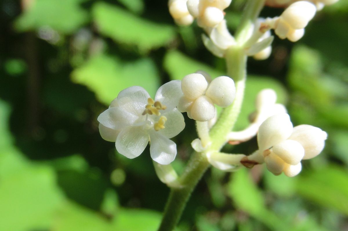 白いお花たち