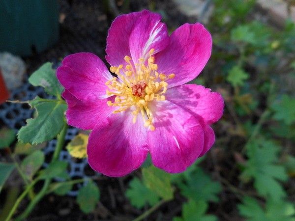 今日の薔薇。