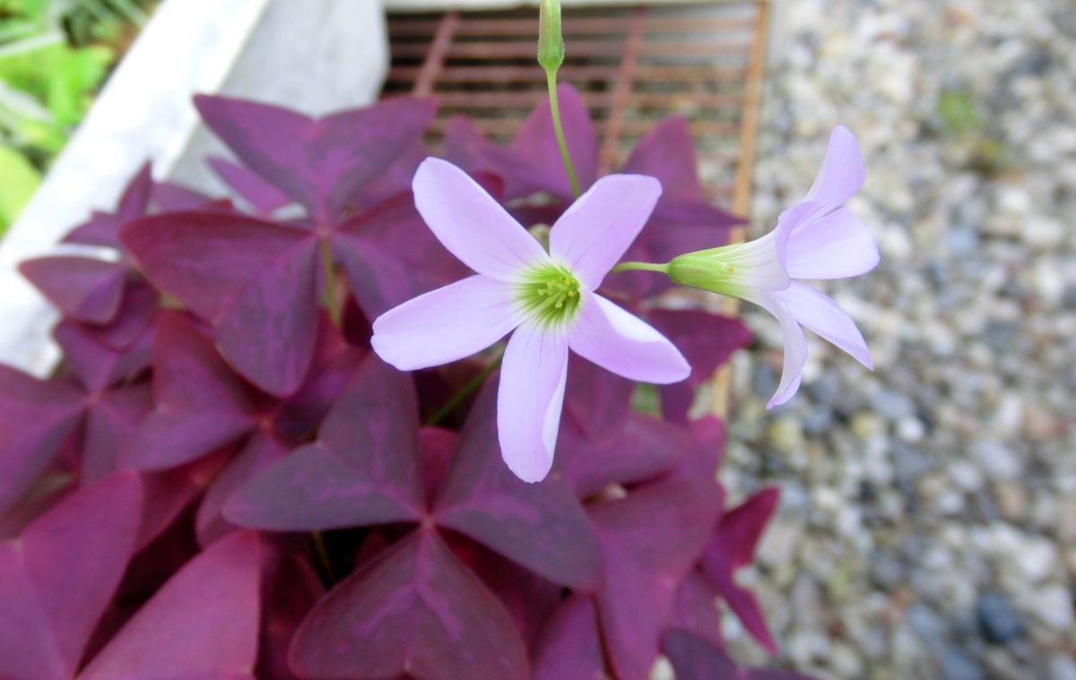 いろいろなお花たち