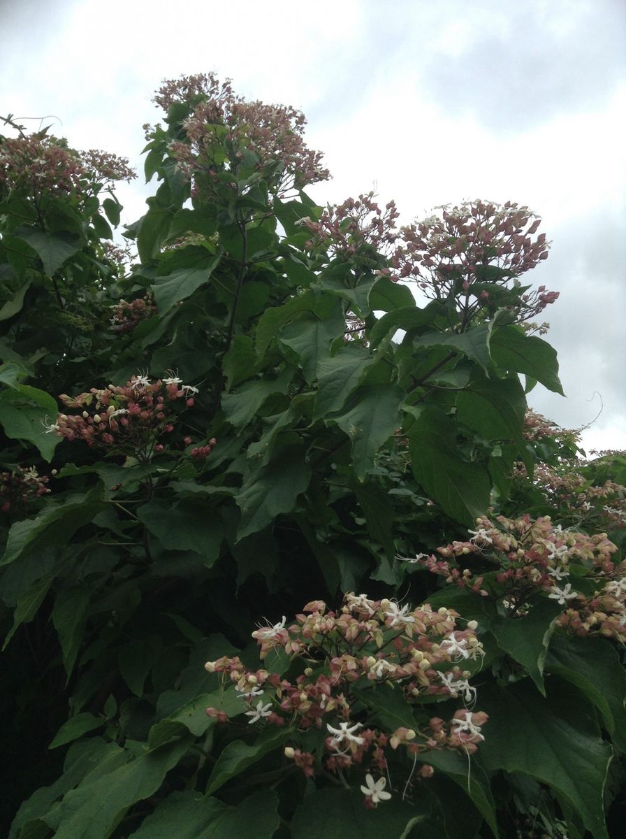 この花ナーニ？   クサギです。