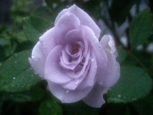 雨に濡れた今朝のバラ③