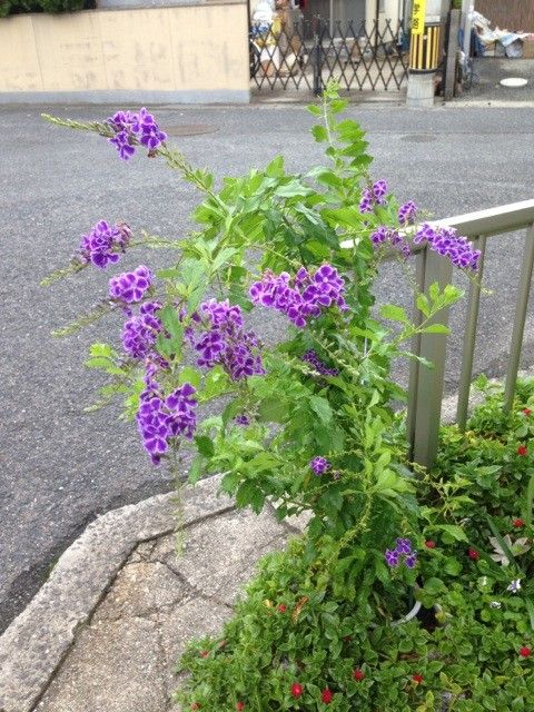 つぼみ～！