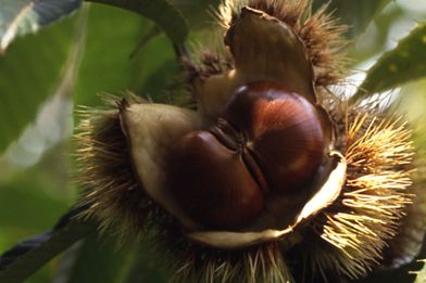 【植物図鑑】クチナシなど19種類の植物情報追加