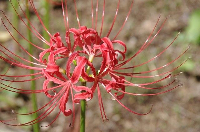 待ってた花が～