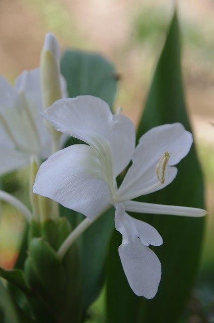 待ってた花が～