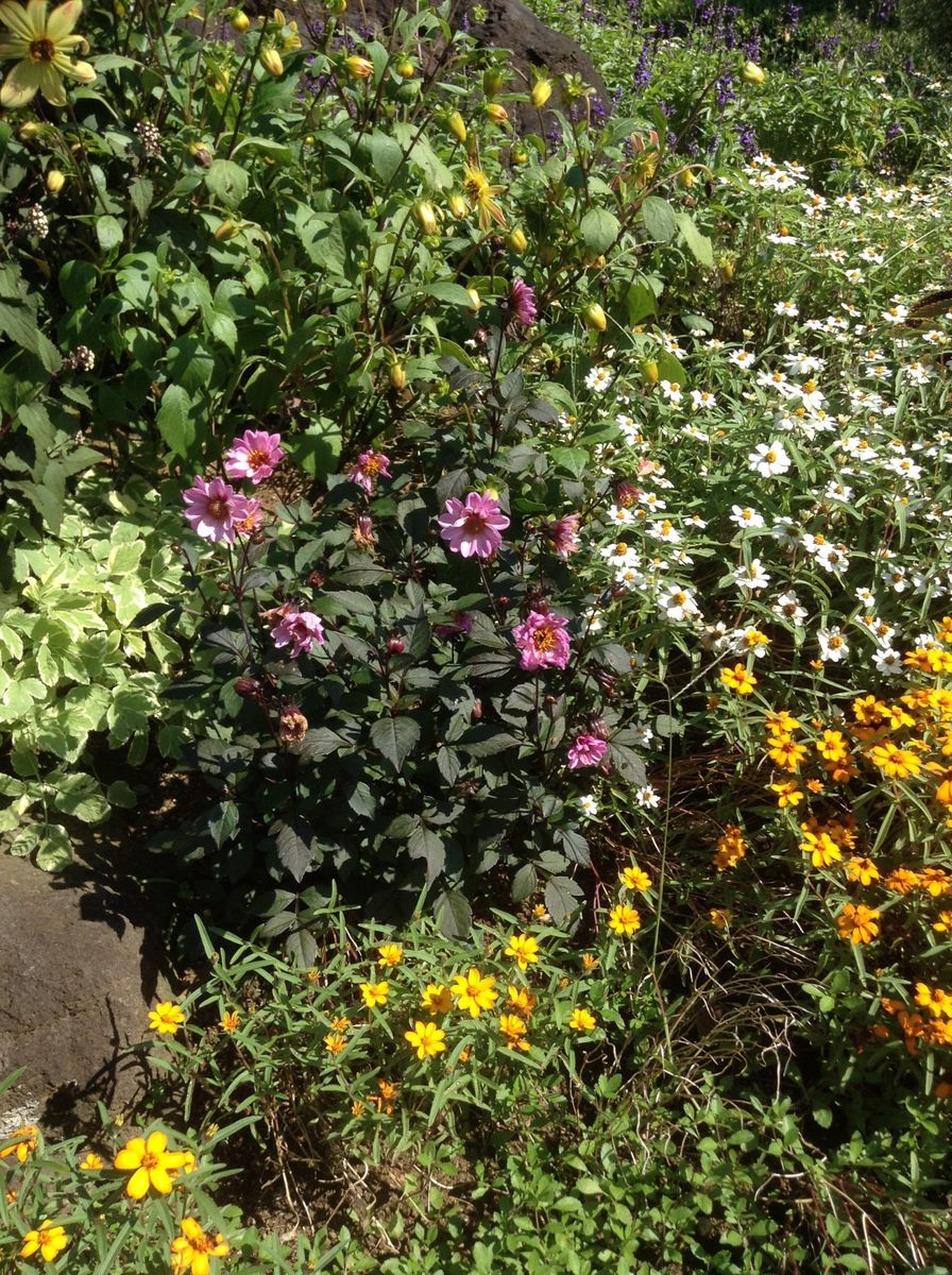 秋の花壇！