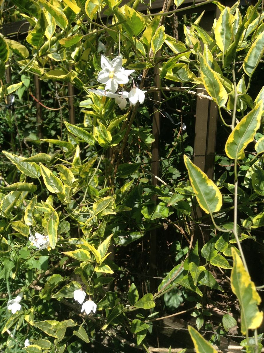 花友さん！    宿根草のお庭の奥様！