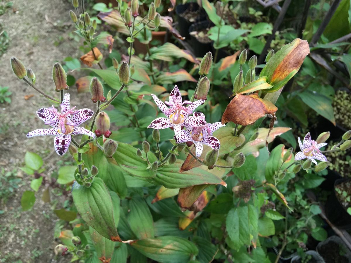 今日の花