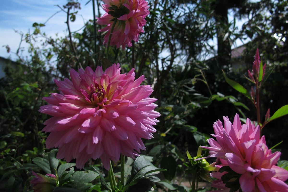 庭の花