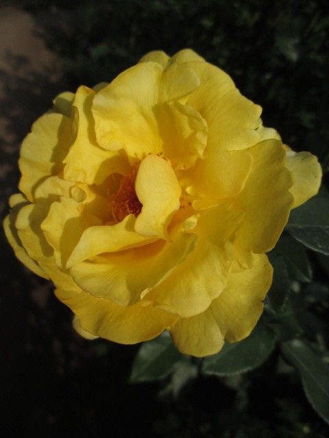 YEGの黄色い薔薇。