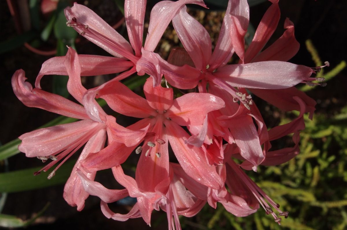 ダイヤモンドリリー今シーズン最後の花が開花しました。