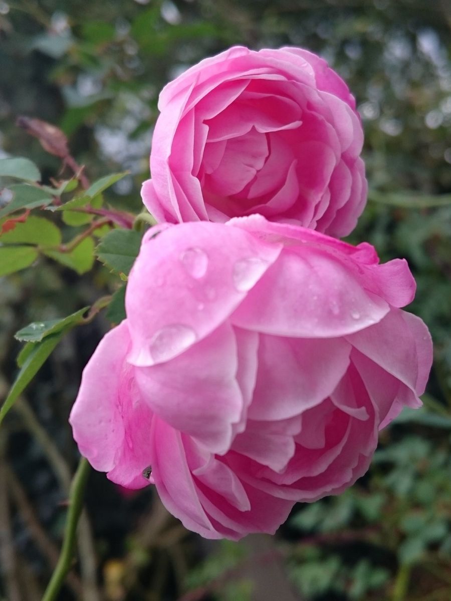 植物園のバラ園より