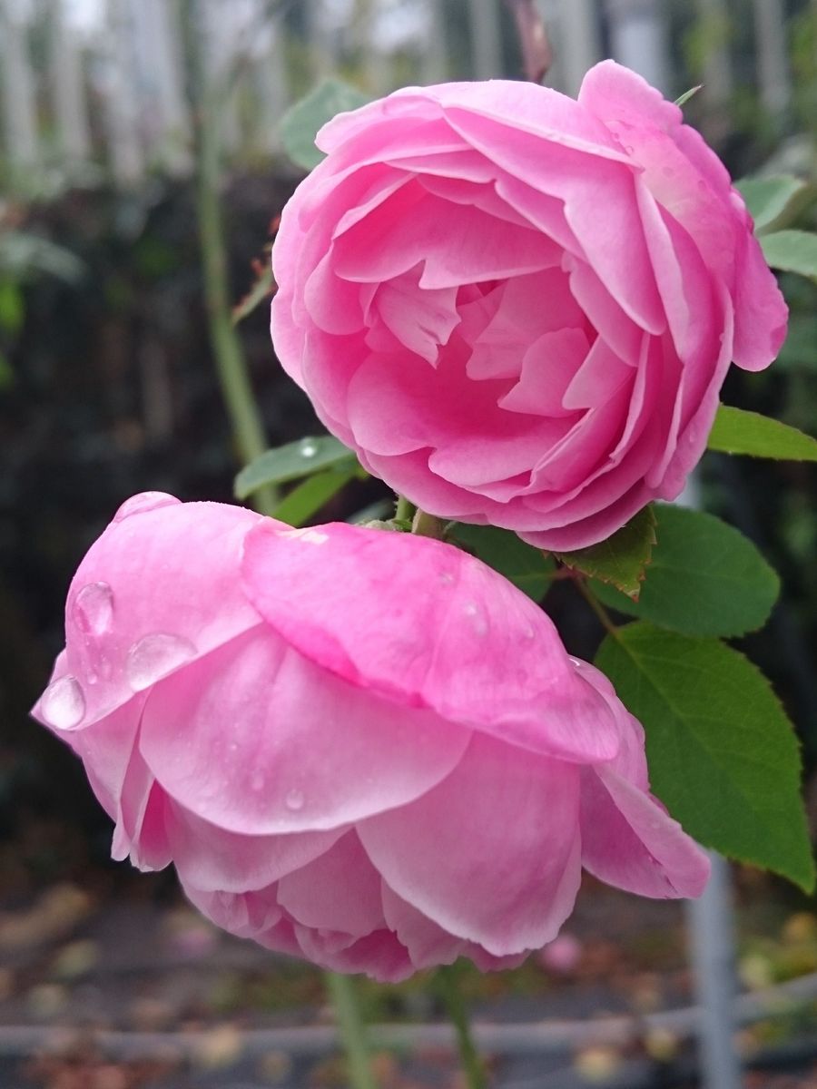 植物園のバラ園より