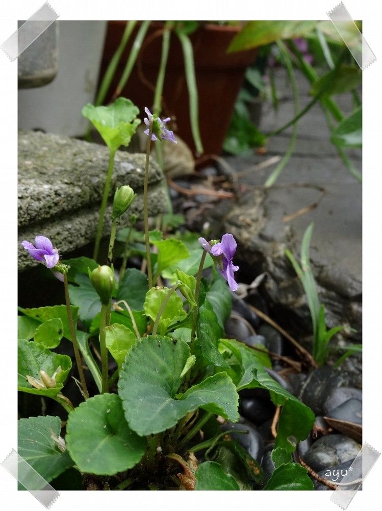 季節でないのに花が咲く～♪