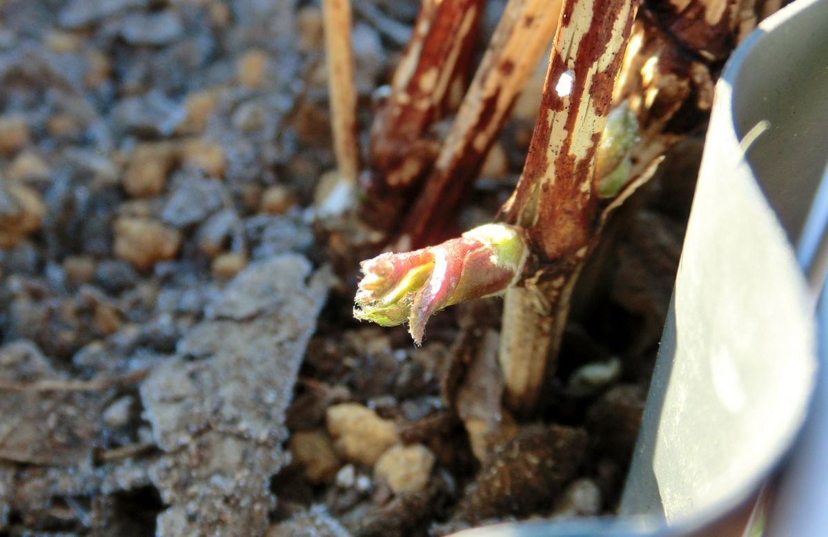 コレボンの新芽