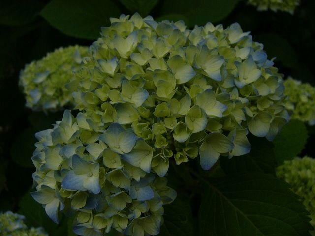 雨＝紫陽花の季節