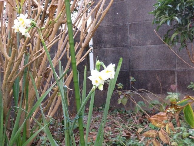 お年玉は蕾たち