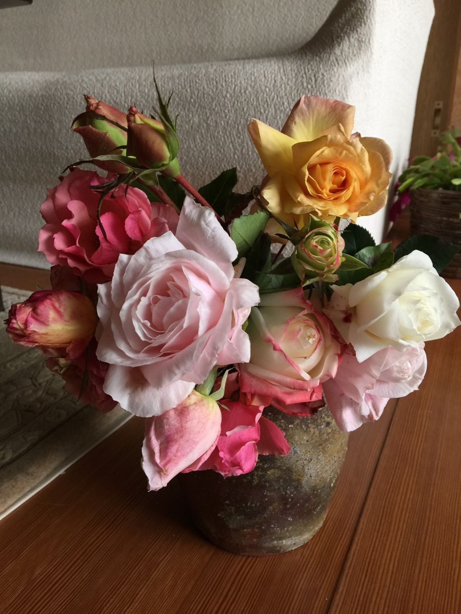 今日の薔薇