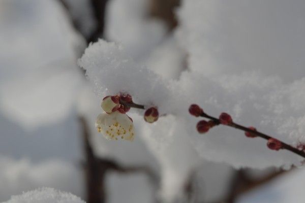 天気予報通り雪になったよ