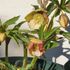 青空に金柑[i:204]和蘭クリロも咲きました。