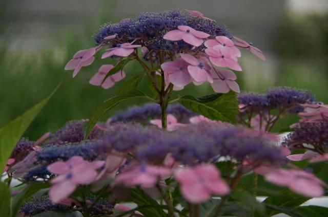 紫陽花の花